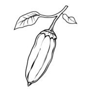 Line Drawing Of A Single Poblano Pepper On A Branch With Leaves vector