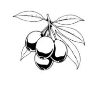 Cluster Of Ripe Dark Olives On Branch With Leaves vector