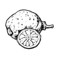 Hand-Drawn Illustration Of A Whole And Sliced Kaffir Lime vector