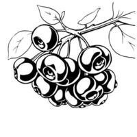 Cluster Of Ripe Black Berries On Branch With Leaves vector