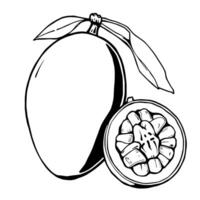 Whole Mango And Halved Mango Showing Seeds Line Art Illustration vector