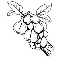 Cluster Of Figs On Branch Detailed Line Drawing Illustration vector