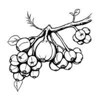 Hand-Drawn Illustration Of A Branch With Clusters Of Berries vector