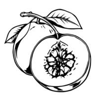 A Detailed Line Drawing Of A Peach Halved Showing The Pit And Leaf vector