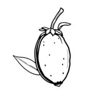 Line Art Drawing Of A Single Oval Fruit With Leaf vector