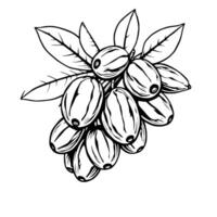 Detailed Line Drawing Of A Branch With Ripe Berries And Leaves vector