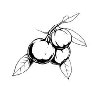 Cluster Of Ripe Mangosteens On Branch With Leaves vector