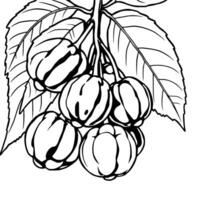 Cluster Of Green Fruits Hanging From Branch With Leaves vector