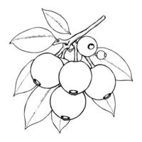 Cluster Of Ripe Blueberries On Branch With Leaves vector