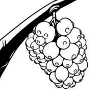 A Cluster Of Ripe Berries Hanging From A Branch vector