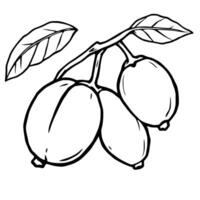 Line Art Illustration Of Three Oval Fruits On A Branch With Leaves vector