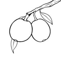 Line Drawing Of Two Apples On A Branch With Leaves vector
