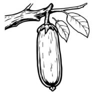 Hand-Drawn Illustration Of A Single Eggplant Hanging From A Branch vector
