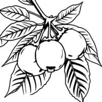 Line Art Illustration Of Three Guavas On A Branch With Leaves vector