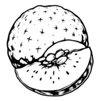 A Detailed Line Drawing Of A Sliced Kiwi Fruit vector