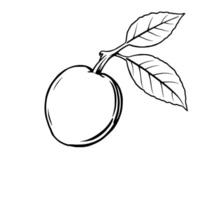 Line Drawing Of A Single Plum With Two Leaves Attached vector