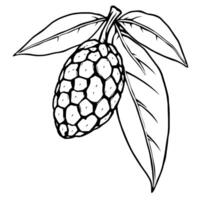 A Detailed Line Drawing Of A Cherimoya Fruit On Its Branch With Leaves vector