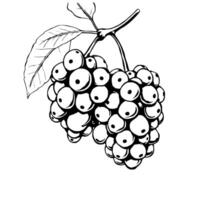 Clusters Of Ripe Berries On A Vine With Leaf vector