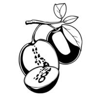 Stylized Black And White Illustration Of A Juicy Plum Halved Showing Seeds And Branch With Leaves vector