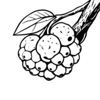 Cluster Of Berries On Branch With Leaf Detailed Line Art vector