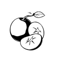 A Single Apple with Two Slices Stylized Black And White Drawing vector
