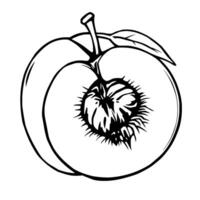 Halved Peach Illustration A Detailed Line Drawing Of A Fresh Peach vector