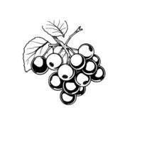 A Detailed Line Drawing Of A Bunch Of Black Currants With Leaves vector