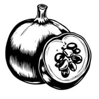 A Detailed Line Drawing Of A Whole And Halved Gourd With Seeds vector