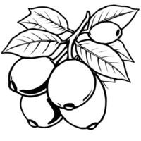 Cluster Of Ripe Guavas On Branch With Lush Leaves vector
