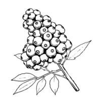 Line Drawing Of A Cluster Of Berries On A Branch With Leaves vector