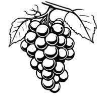 A Cluster Of Ripe Grapes On The Vine With Lush Leaves vector