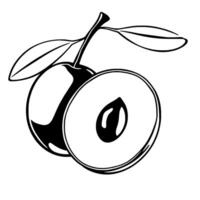 A Detailed Line Drawing Of A Plum Halved Showing Seed vector