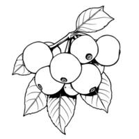 Cluster Of White Berries On Branch With Leaves Illustration vector