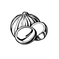 Detailed Line Drawing Of A Nutmeg Showing Its Inner Seed And Outer Shell vector