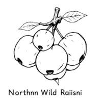 Cluster of Northern Wild Raisins on Branch with Leaves vector