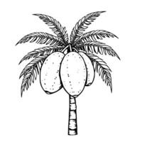 Detailed Line Drawing Of A Palm Tree With Three Coconuts vector