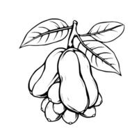 Line Art Illustration Of A Cluster Of Cashews On A Branch With Leaves vector