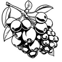 Cluster Of Ripe Berries On Branch Detailed Line Art Illustration vector