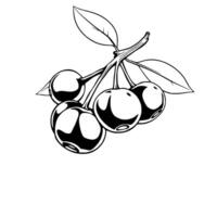 Cluster Of Ripe Cherries On Branch With Leaves Ink Drawing vector