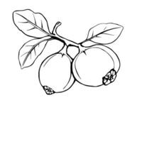 Line Art Drawing Of Two Berries On A Branch With Leaves vector