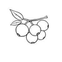 Cluster Of Yellow Berries On A Branch With Leaves vector