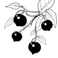 A Branch Of Ripe Dark Berries With Lush Green Leaves vector