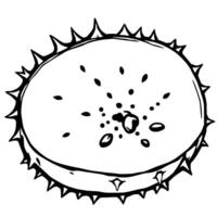 A Simple Line Drawing Of A Kiwi Fruit Slice vector