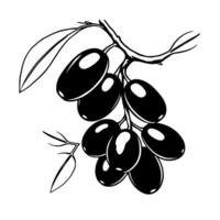 A Cluster Of Ripe Black Olives On A Branch With Leaves vector