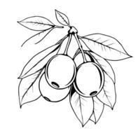 Hand-Drawn Illustration Of A Branch With Three Ripe Berries And Lush Leaves vector