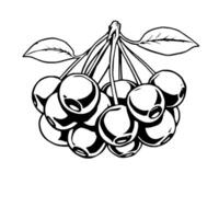 Cluster Of Ripe Cherries On Branch With Leaves Black And White vector