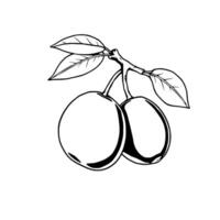 Two Ripe Cherries on Branch With Leaves Simple Line Art Illustration vector