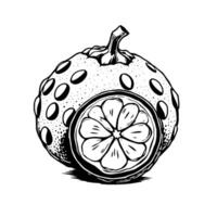 A Detailed Ink Drawing Of A Partially Sliced Citrus Fruit With A Unique Texture vector