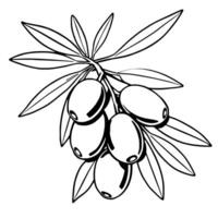 Sea Buckthorn Branch With Ripe Berries Illustration vector