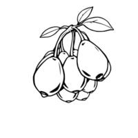 Cluster Of Ripe Barberries Hanging From Branch Line Art Illustration vector